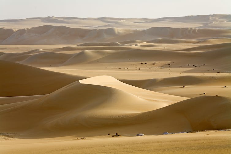 A landscape photograph of sand dunes that appear almost golden in colour, stretching far into the distance.